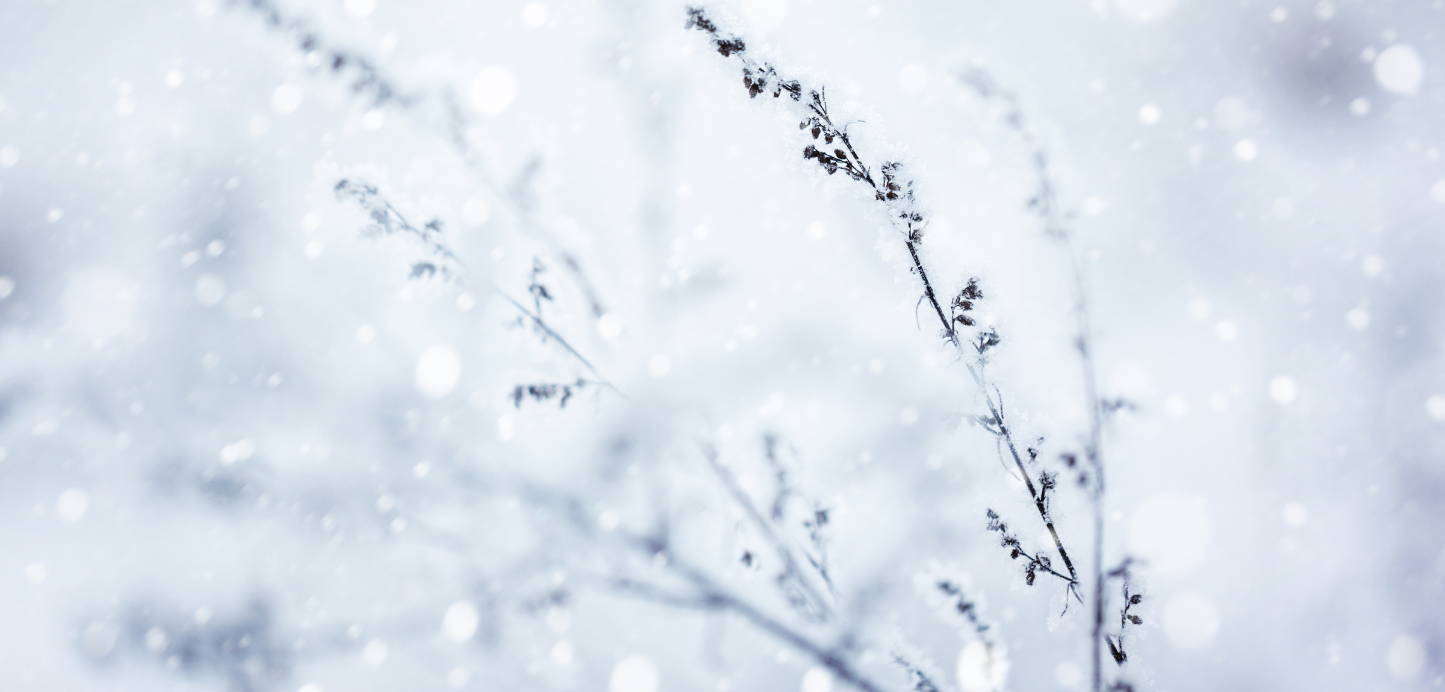 Fleurs d’hiver : Quelles fleurs choisir selon le mois et leur signification