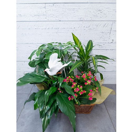 Jardin de plantes vertes et de plantes fleuries