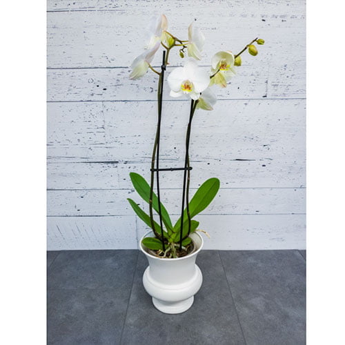 Orchidée blanche dans un pot blanc