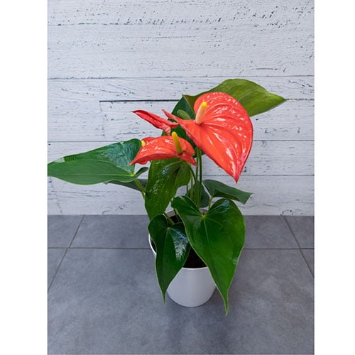 Anthurium rouge