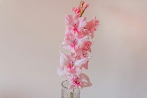 Glaïeul rose dans un vase transparent 