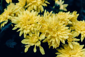 Des chrysanthèmes jaune 