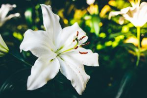 fleur de lys blanche
