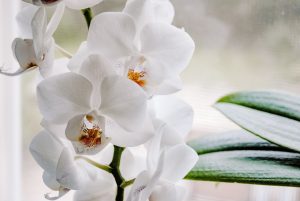 orchidée blanche 