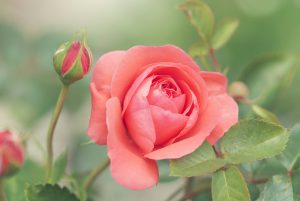 une rose rose 